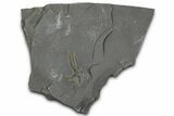 Ordovician Brittle Star (Ophiura) - Morocco #365268-1
